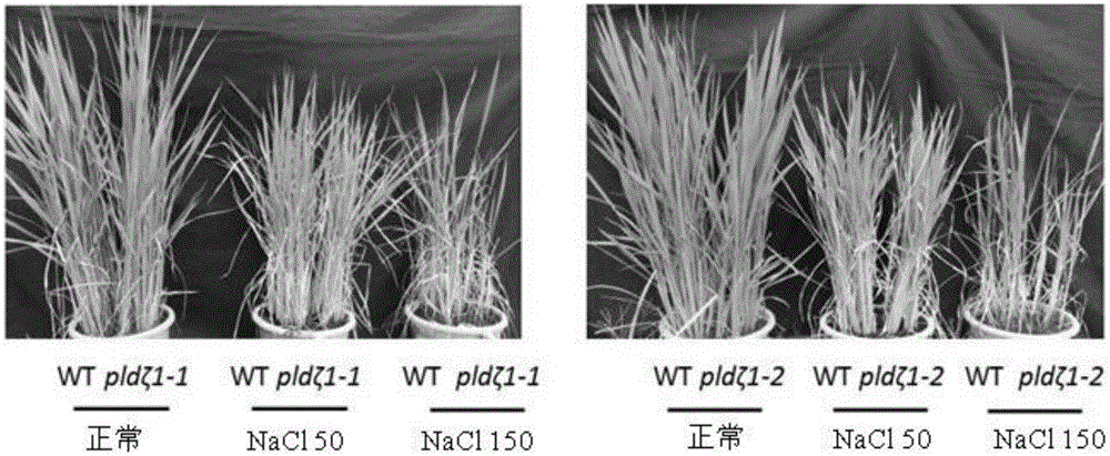 磷脂酶PLDζ1基因在提高植物耐鹽性中的應用的制作方法與工藝