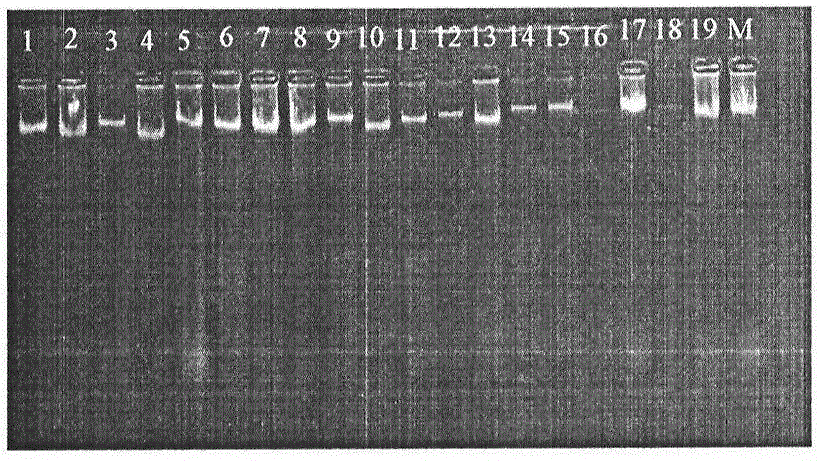 一種高質(zhì)量咖啡葉片基因組DNA的高效提取方法與流程