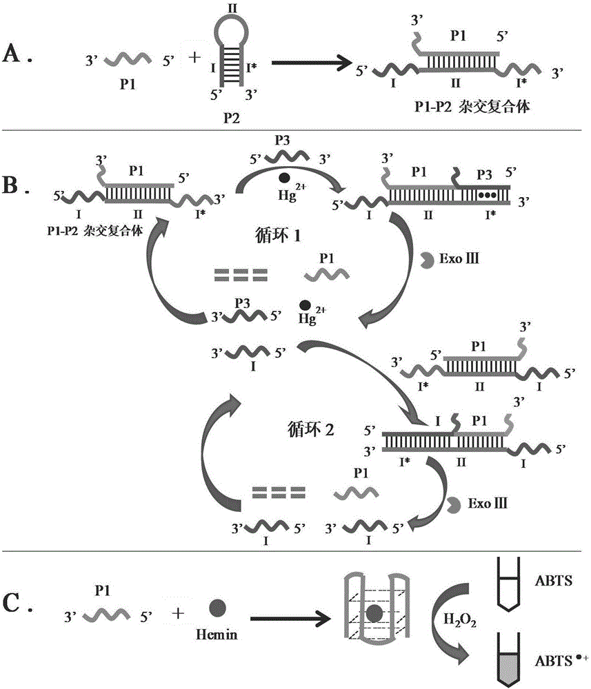 基于核酸外切酶III辅助的双循环串联信号放大DNA组合探针组合物及制备方法与应用与流程