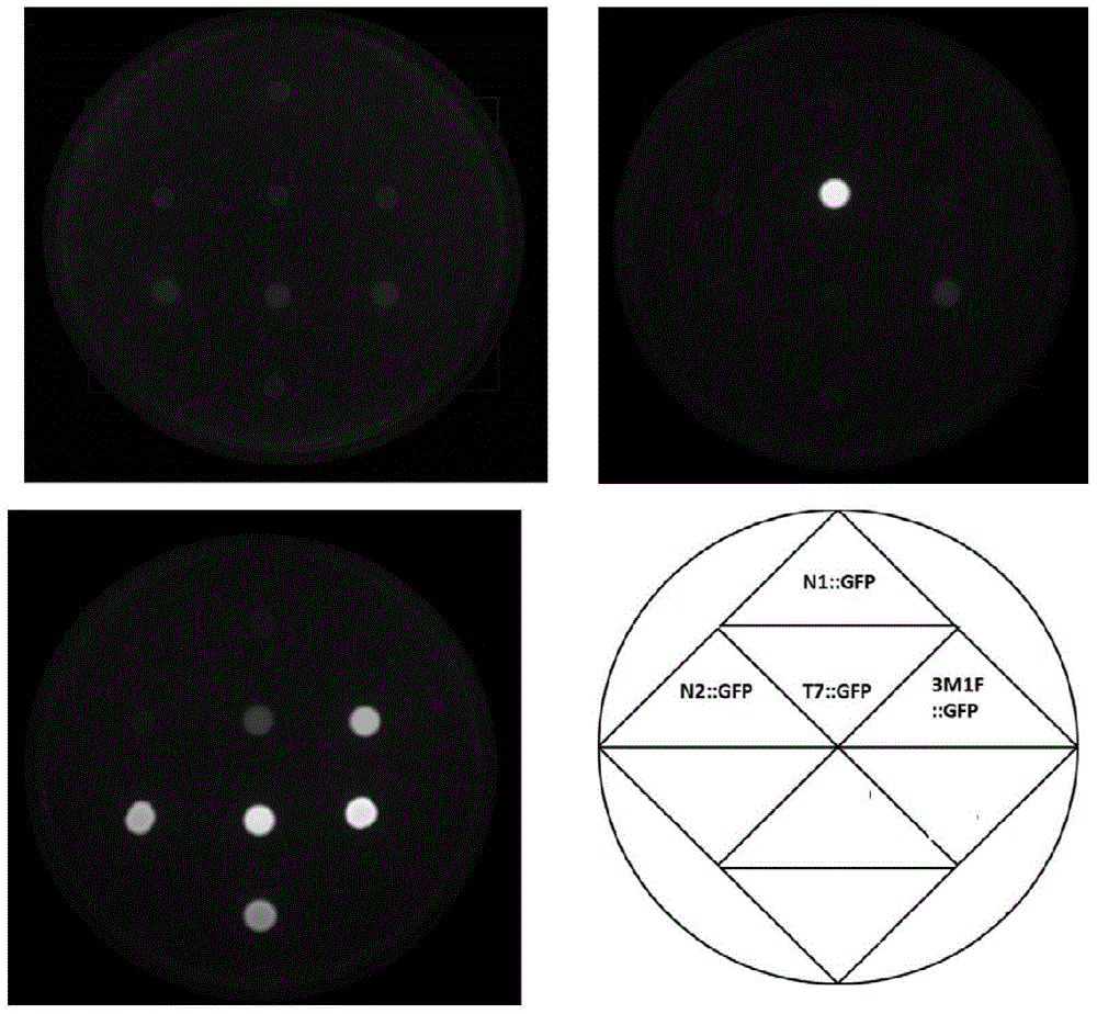 啟動(dòng)子3M1F及其應(yīng)用的制作方法與工藝