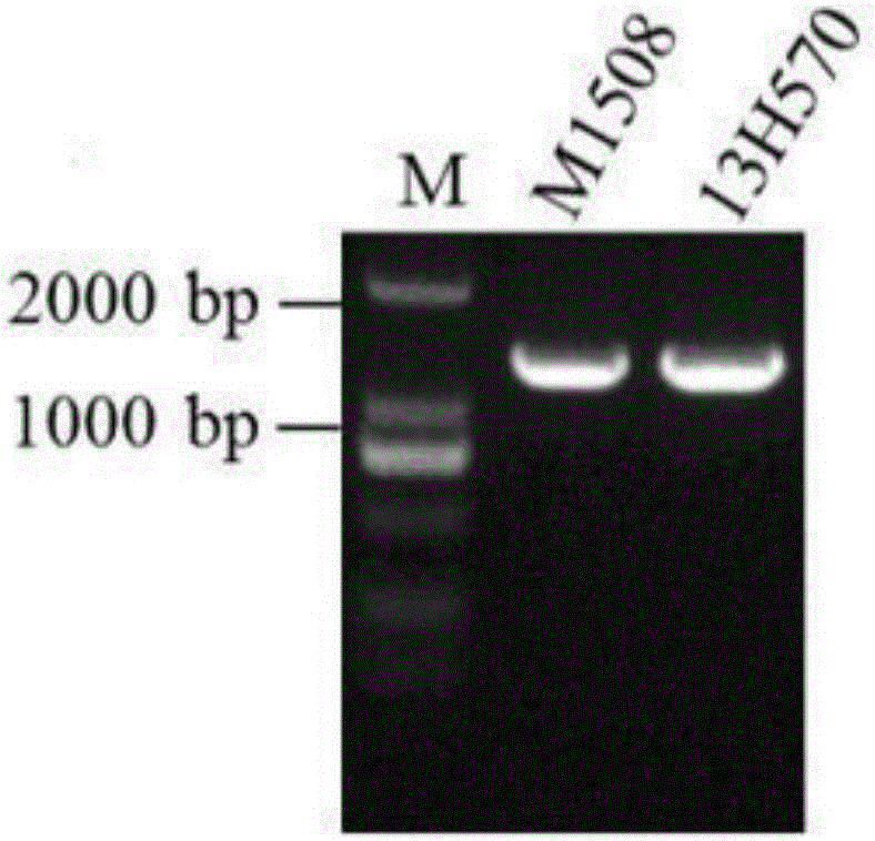 一種檢測(cè)谷子抗咪唑乙煙酸基因的分子標(biāo)記方法與流程