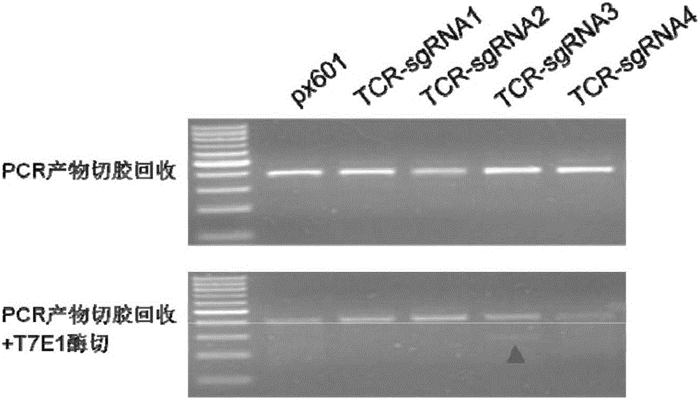 一种TCR‑/PD‑1‑双阴性T细胞及其构建方法与流程