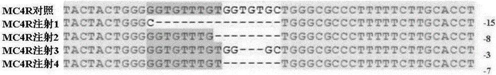 利用CRISPR‑Cas9系统敲除鱼类MC4R基因的育种方法与流程