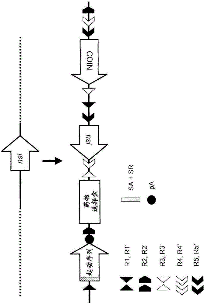 多功能等位基因的制作方法与工艺