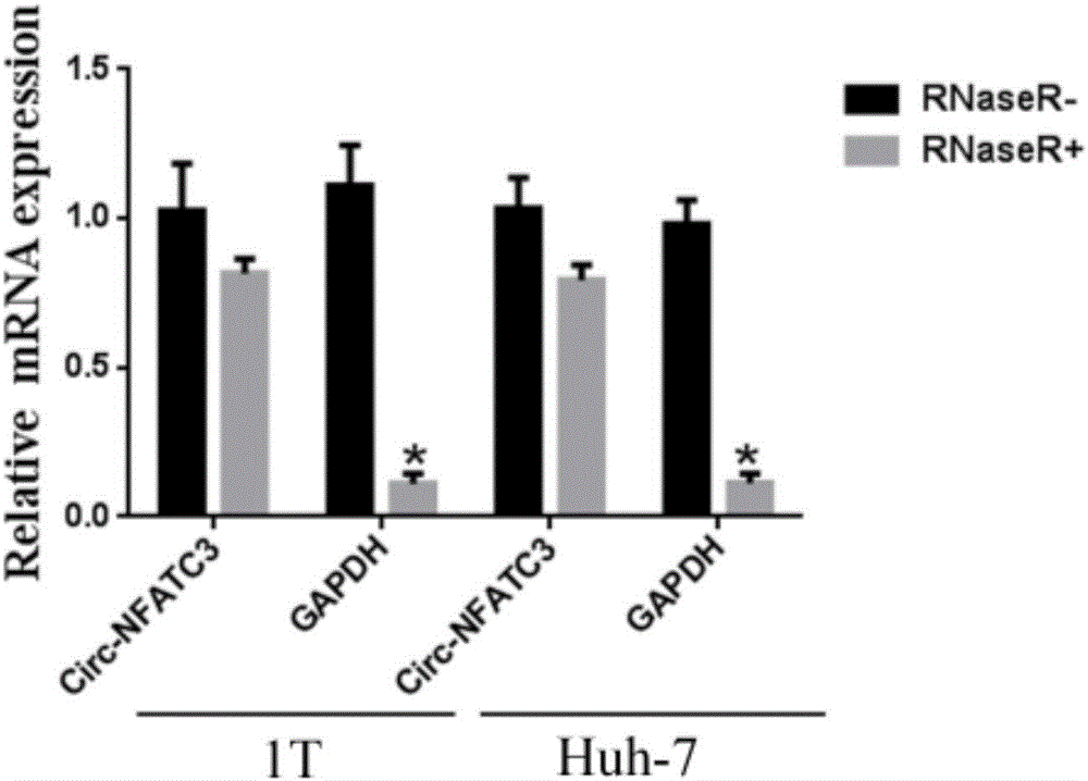 環(huán)狀RNA circ?NFATC3及其用途的制作方法與工藝