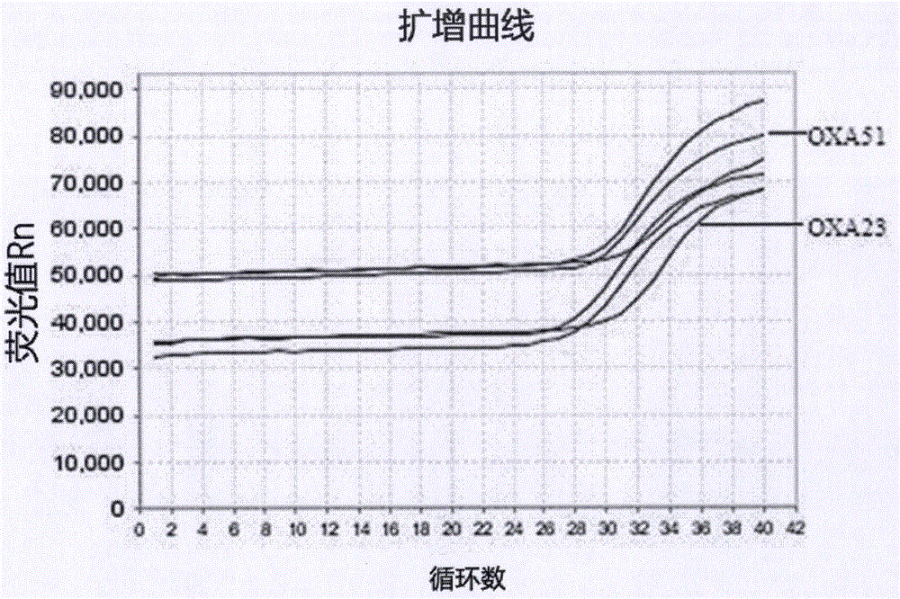 一種檢測(cè)鮑曼不動(dòng)桿菌耐碳青霉烯類抗生素基因的引物、探針、方法及試劑盒與流程