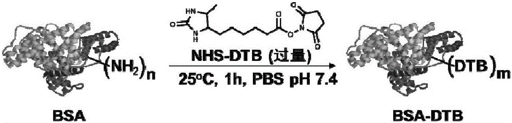 一种抑制核酸分子对传感界面非特异性吸附的封闭方法与流程