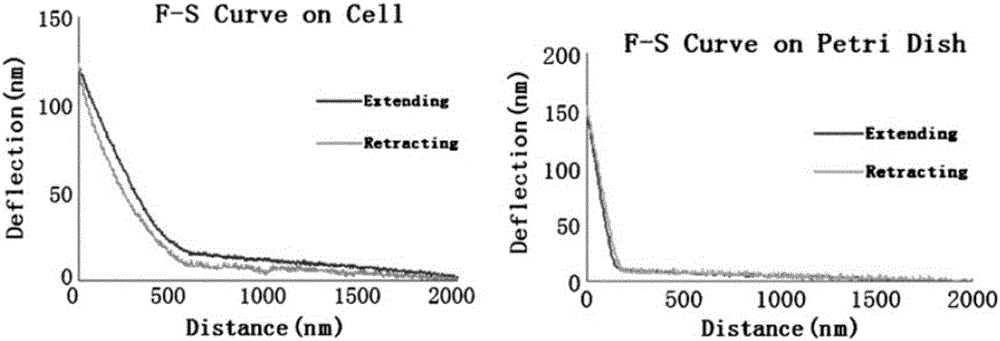 一種活體細胞表面形貌原子力顯微鏡快速精確表征方法與流程