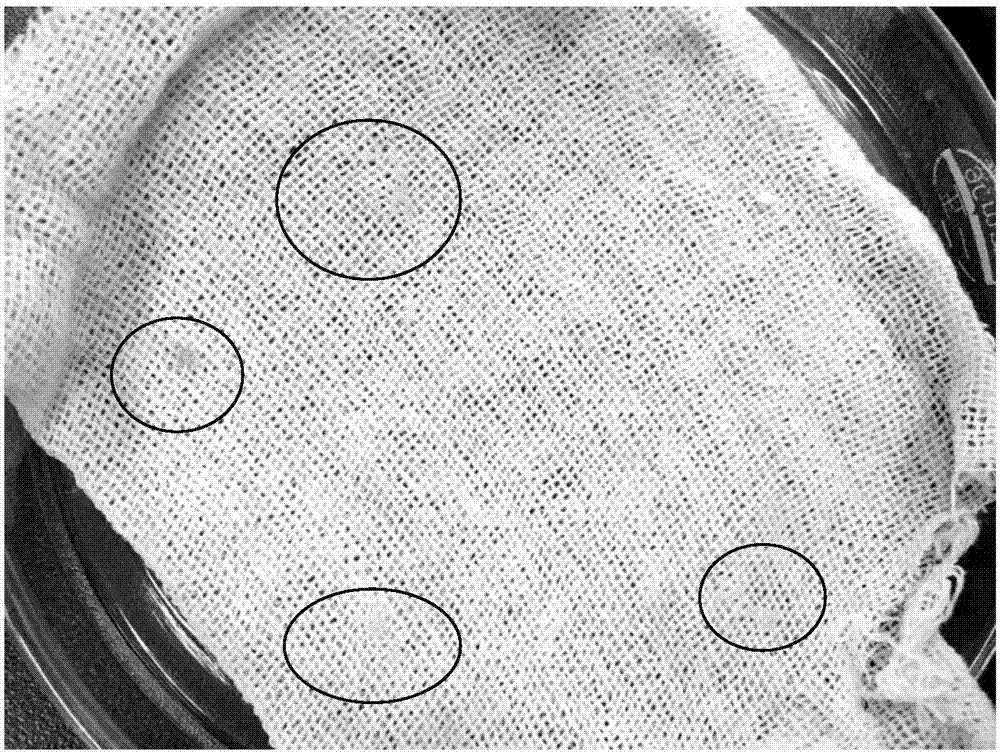 一種椰子織蛾的室內(nèi)飼養(yǎng)方法與流程