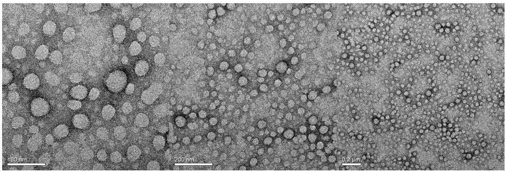 一种雷公藤甲素‑叶酸靶向纳米药物及其制备方法和应用与流程
