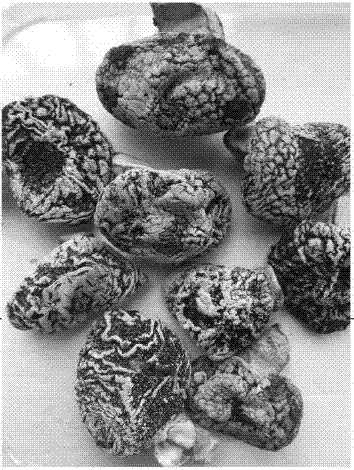 一種直接收獲植物提取物固體的方法與流程