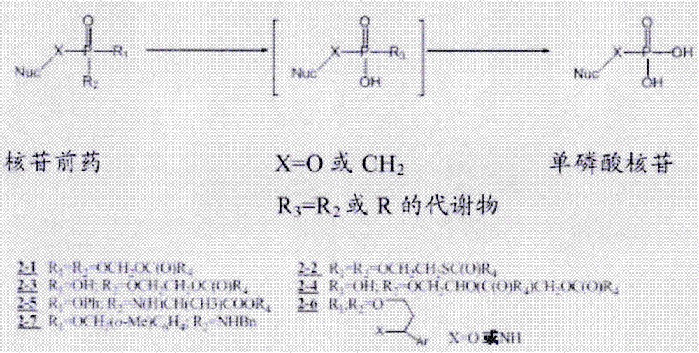 核苷之烴氧基芐基氨基磷酸/膦酸酯衍生物的制備及其醫(yī)藥用途的制作方法與工藝