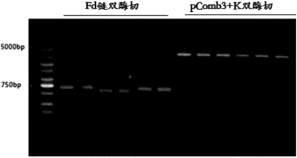 具有自身抗体或类似抗自身抗体的抗体的化合物及其制备方法与流程