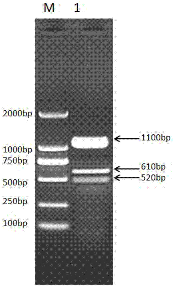 一种重组鸡长效干扰素α及制备此长效干扰素的融合蛋白及其制备方法与流程