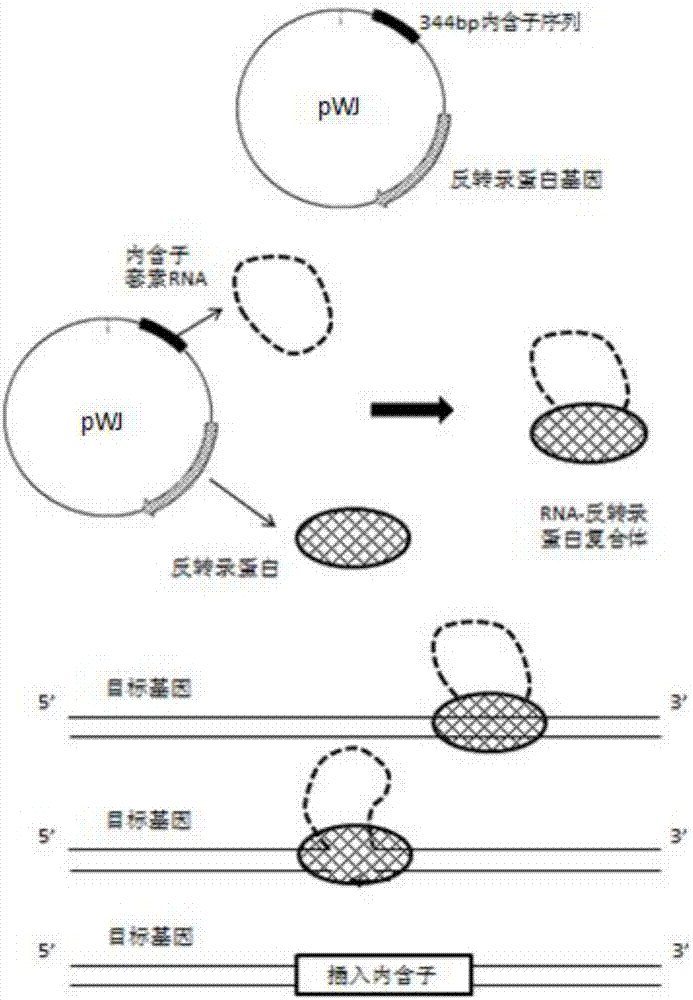 一株產(chǎn)電拜氏梭菌及其構(gòu)建方法與應(yīng)用與流程