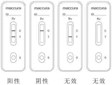 可分泌鼠抗A群輪狀病毒單克隆抗體的雜交瘤細胞及其分泌的單克隆抗體的制作方法與工藝