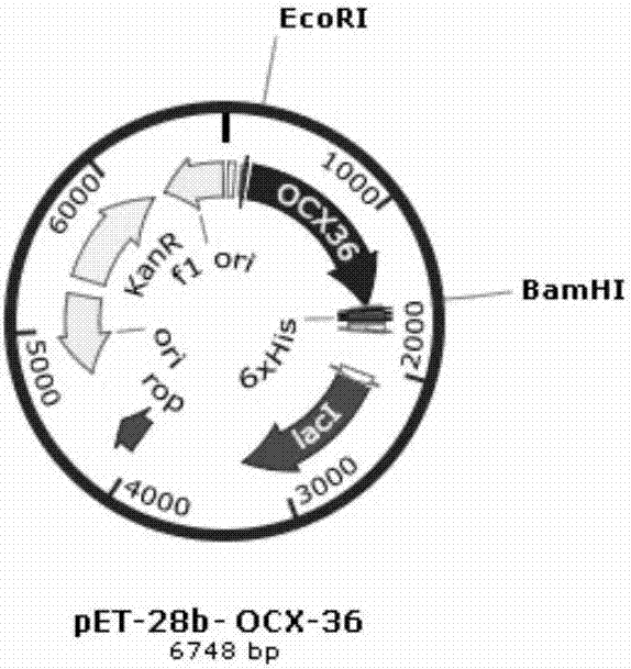 优化的动物蛋白基因OCX‑36及其原核表达载体的构建的制作方法与工艺