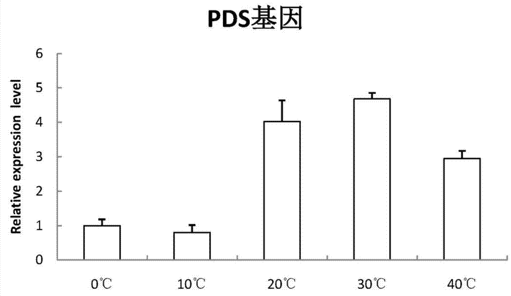 一种检测麦红吸浆虫在不同温度胁迫下基因转录表达的内参基因及其应用的制作方法与工艺