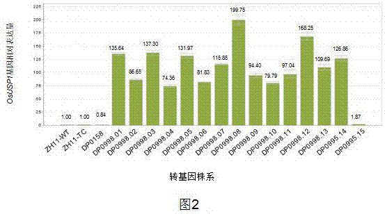 花期调控基因和相关载体及其应用的制作方法与工艺