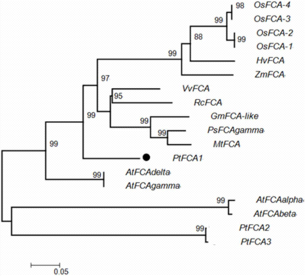 早实枳PtFCA1基因的分离及在植物成花调控中的应用的制作方法与工艺