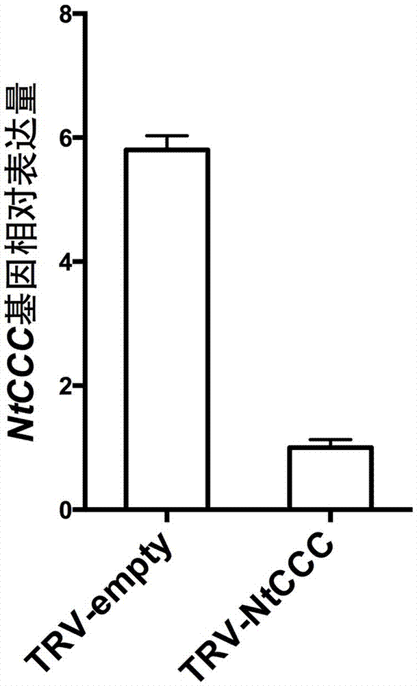 一个烟草阳离子/氯离子共转运基因及其应用的制作方法与工艺