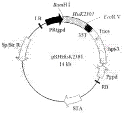 一种组氨酸激酶基因Hisk2301的用途的制作方法与工艺