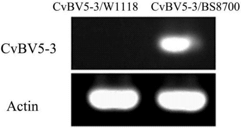 CvBV5‑3基因在降低果蝇免疫力和制备免疫低下型果蝇模型中的应用的制作方法与工艺