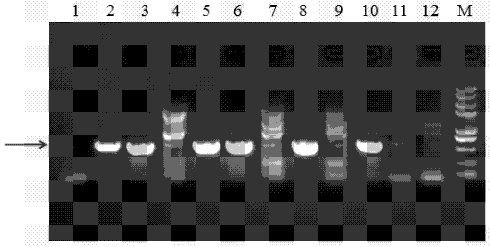 表达PEDV的S+N双基因的真核表达载体的制作方法与工艺