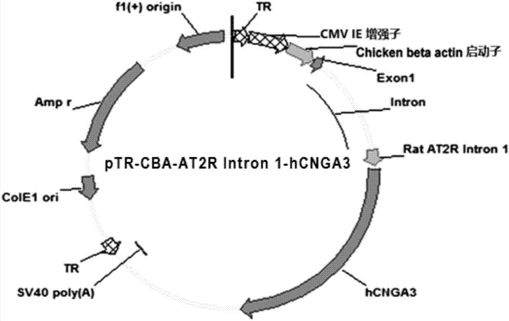 一種用于治療2型全色盲病人的重組腺相關(guān)病毒基因治療載體及藥物的制作方法與工藝