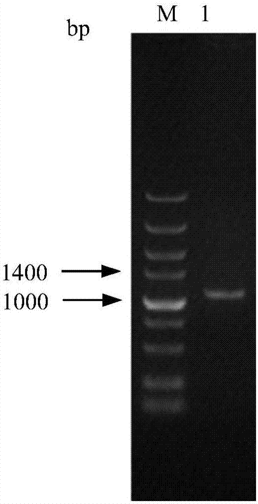 促进3β‑HSD基因表达的表达载体及其构建方法和应用与流程