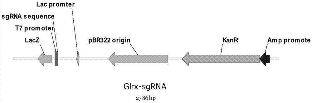 一種基于CRISPR/Cas9技術的Glrx1基因敲除動物模型的構建方法與流程