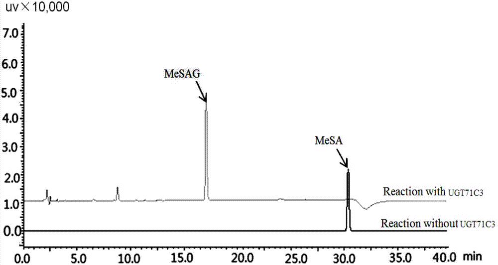 糖基转移酶UGT71C3在催化合成水杨酸甲酯糖苷中的应用的制作方法与工艺