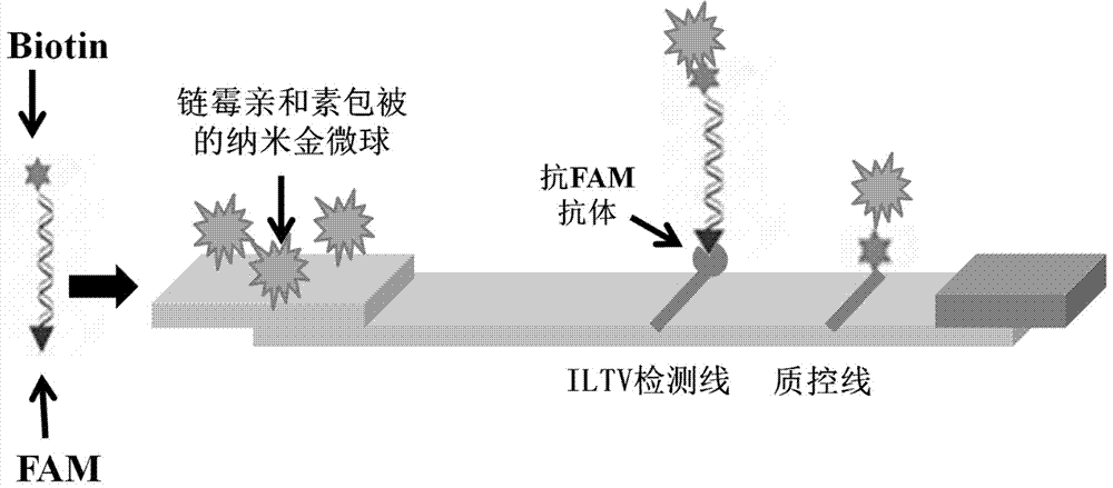 一種用于檢測雞傳染性喉氣管炎病毒的RPA引物及其檢測方法與流程