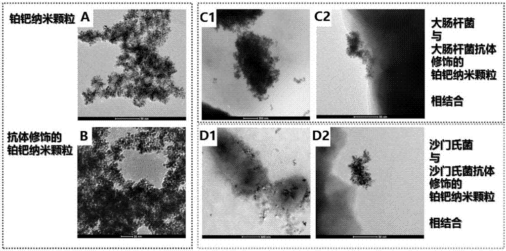 大肠杆菌O157:H7和鼠伤寒沙门氏菌共检测试纸及其制备方法与应用与流程