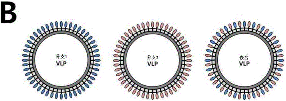 用于针对高致病性禽流感H5病毒的不同分支诱导广泛抗体应答的嵌合病毒样颗粒疫苗的制作方法与工艺