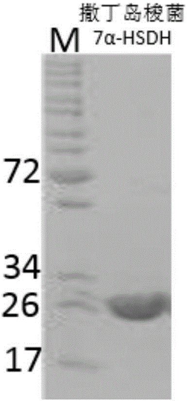 新的7α?羥基類固醇脫氫酶基因Y1?a?1的制作方法與工藝