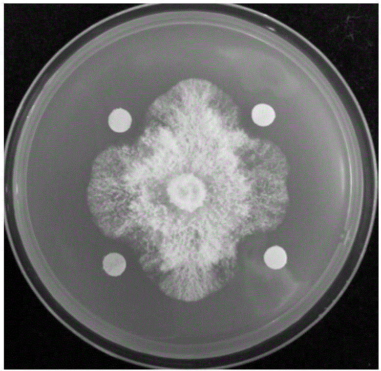 解淀粉芽孢杆菌BN‑1及应用的制作方法与工艺