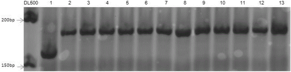 一种稻瘟病抗性基因Piz‑t功能特异性分子标记及其检测方法和应用与流程