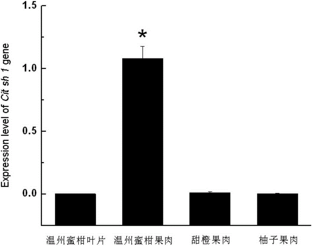 柑橘類植物Cit sh1基因啟動子、分子標記及應(yīng)用的制作方法與工藝