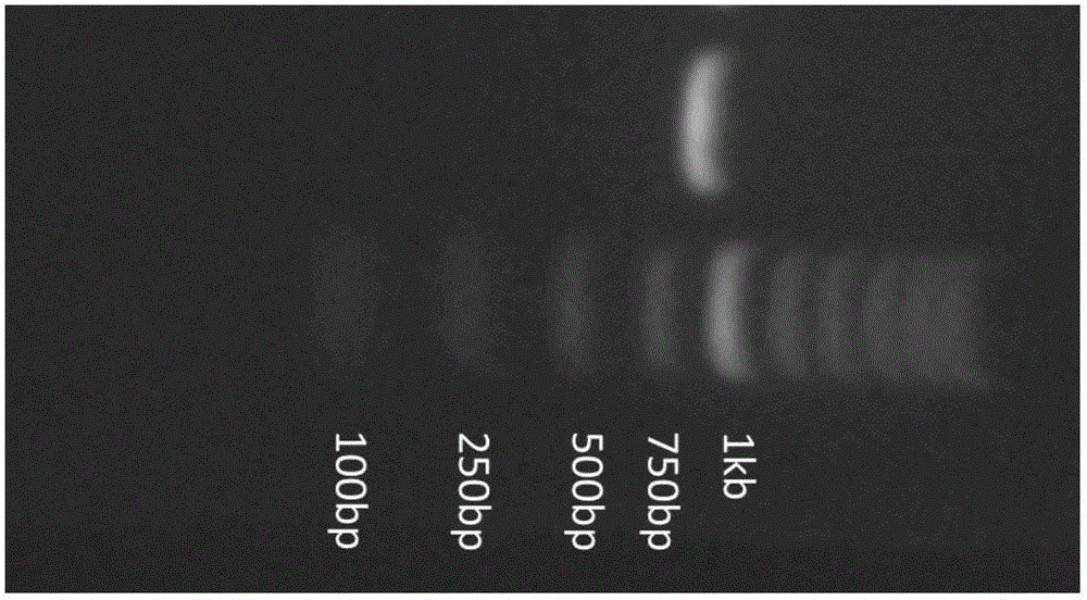 蕓香科植物引起人體上火的基因及其應(yīng)用的制作方法與工藝