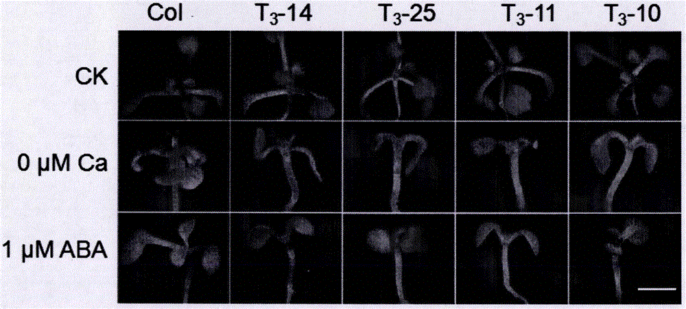 沙地柏调节植物钙营养和干旱信号感应基因CML11及其应用的制作方法与工艺