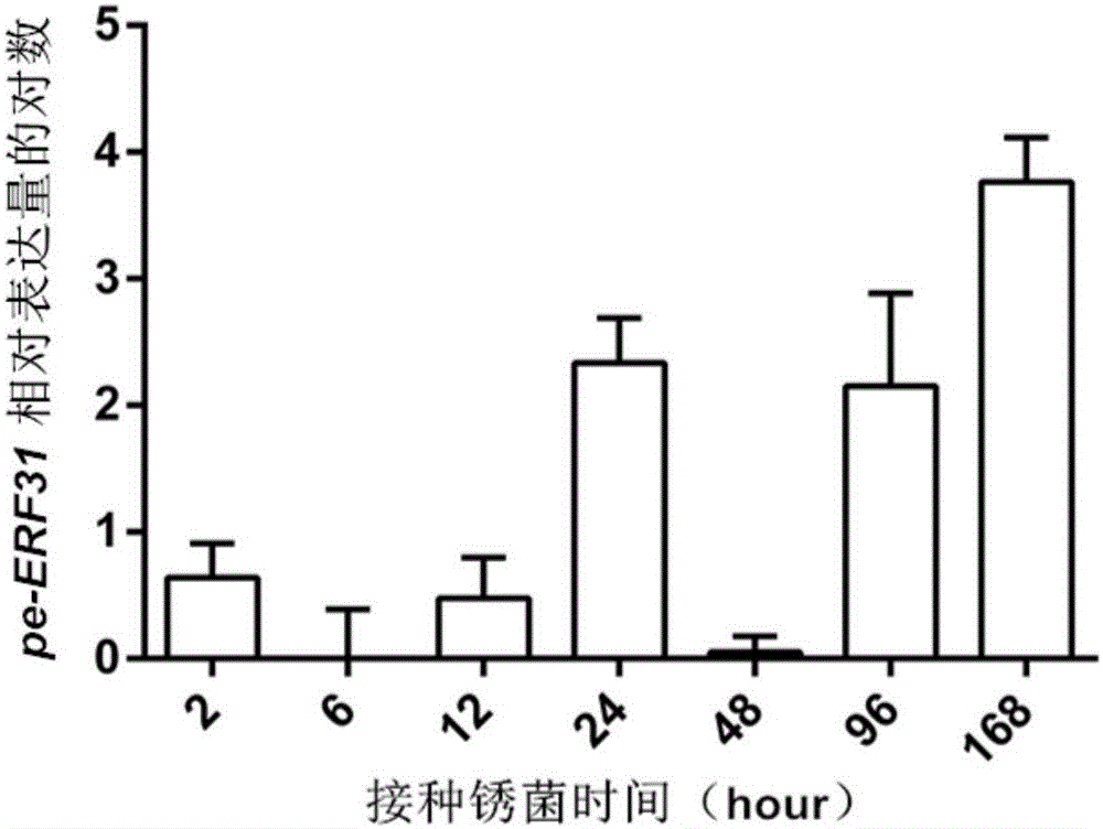 雜交楊抗銹菌的ERF轉(zhuǎn)錄調(diào)控因子基因及其引物和應(yīng)用的制作方法與工藝