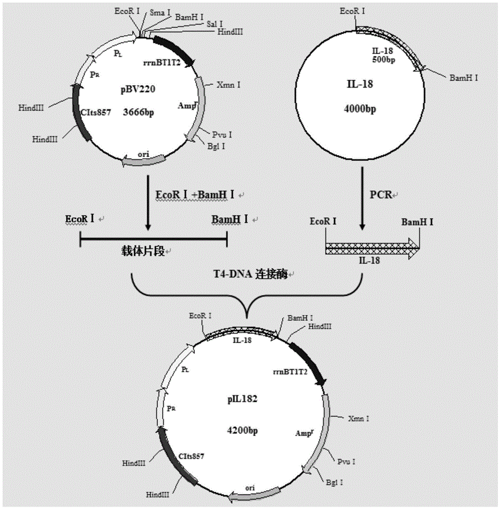 重组表达载体,工程菌,制备方法及其应用与流程