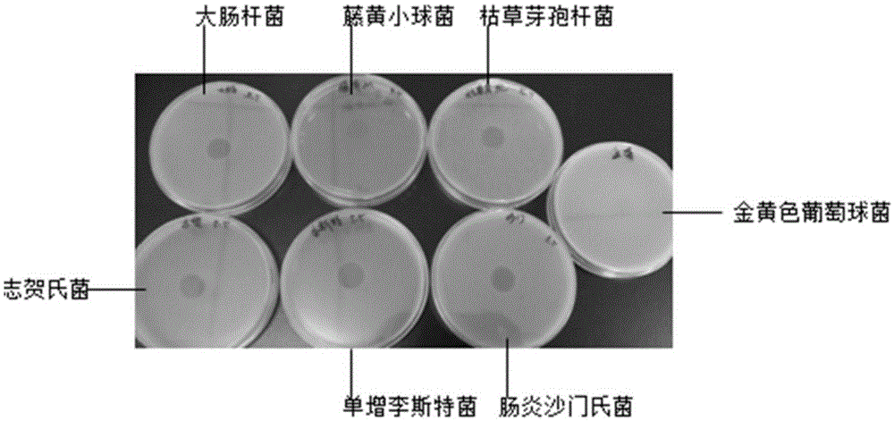 一种抑菌的类芽孢杆菌发酵液提取物的制备方法与流程