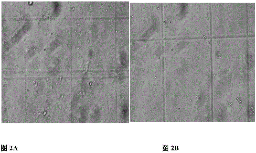 一种可用于包装大量外源蛋白的重组质粒及构建方法和应用与流程