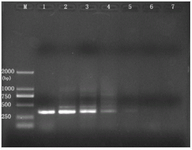 橡胶树棒孢霉落叶病菌CAS5亚型菌株的分子检测方法与流程