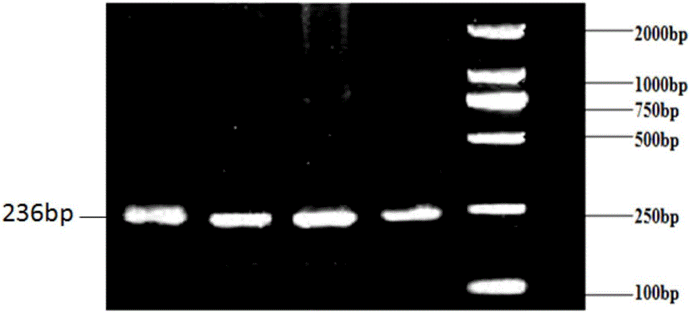 利用PCR?SSCP檢測(cè)綿羊FTH?1基因插入缺失多態(tài)性的方法及其應(yīng)用與流程