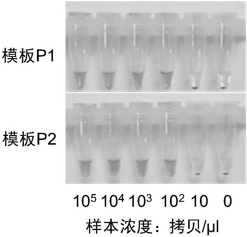 可視化HLA?B*5801基因分型檢測試劑盒的制作方法與工藝