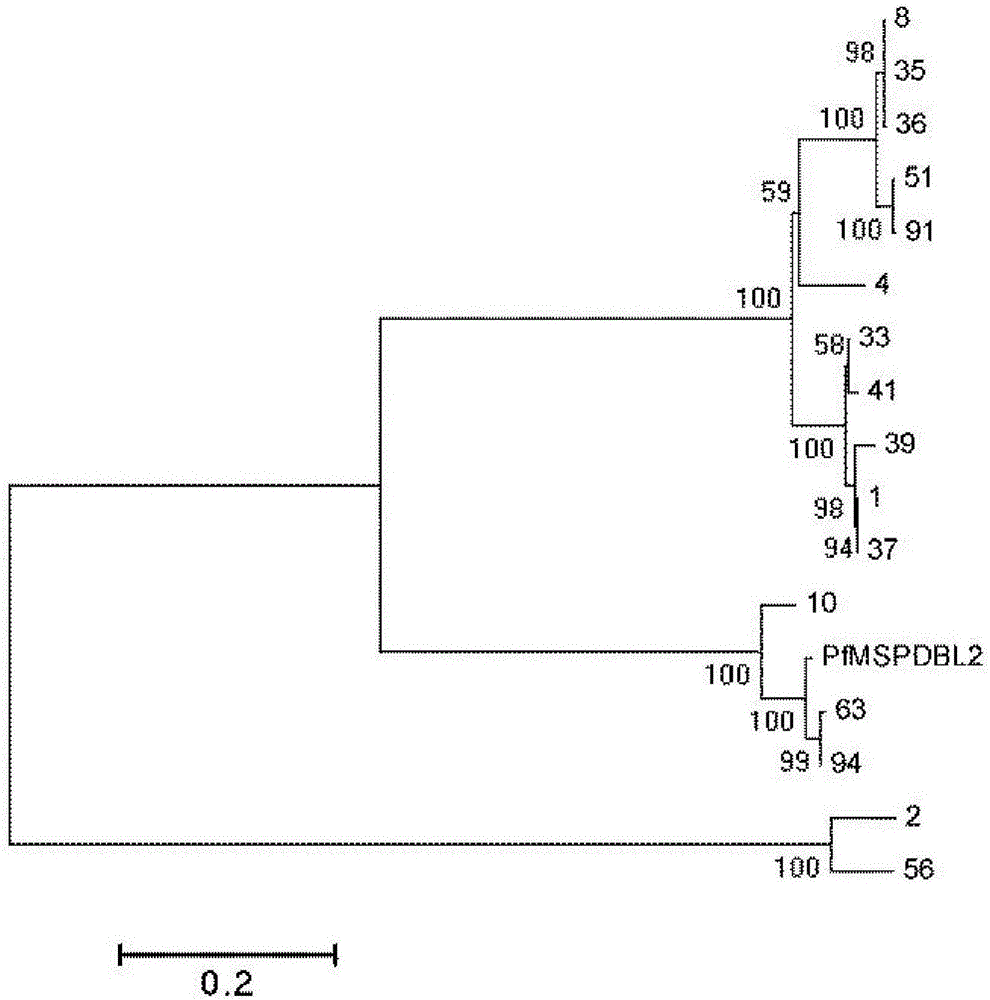 鑒定惡性瘧原蟲Pfmspdbl2基因多態(tài)性的引物及方法與流程