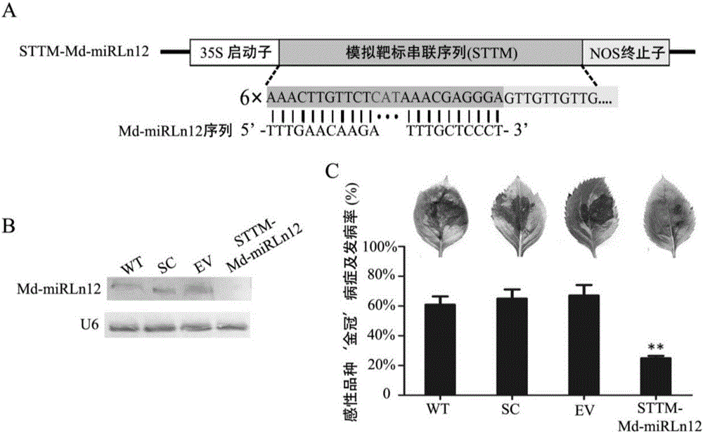 與蘋果斑點落葉病抗性相關(guān)的SNP分子標(biāo)記及其應(yīng)用的制作方法與工藝